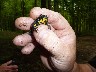 Yellow bellied toad