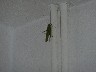 Cricket in dining room