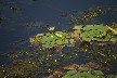 2 frogs