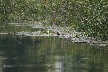 Coot