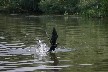 Cormorant taking off