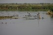 Cormorants