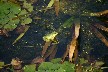 Cute frog