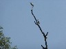 Egrets on tree