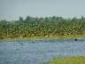 Feruginous duck