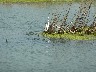 First little egret