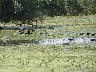 Glossy ibis and great white egrets