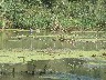 Grey Heron 1
