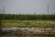 Grey Heron 2