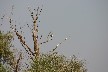 Heron