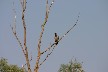 Hooded crow