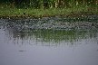 Lapwing