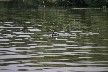 Large cormorant
