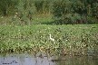 Large white egret