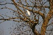 Little Egret in large tree