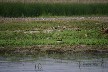 Oyster Catcher