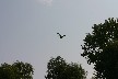 Purple heron