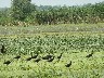 Several glossy ibis