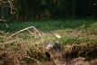 Squacco Heron