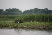 The two egrets