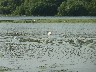 White pelican and mute swan