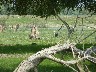 White stork