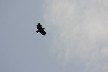 White tailed eagle