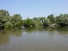 White willows and fisherman