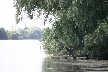 Cormorant drying his wings