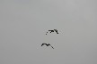Heron flying