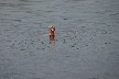 Jane swimming in the Danube