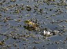Jumping frogs1