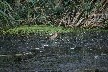 Little Bittern 1