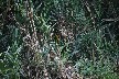 Little Bittern 2