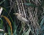 Little Bittern close up