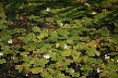 Little flowered water lillies