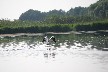 Pelican taking off