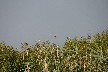Penduline tit
