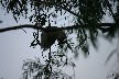 Penduline tit feeding young in nest