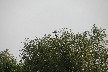 Purple heron in tree