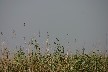 Reed warbler