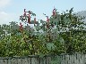 Risin plant