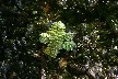 Salvinia natans (Floating)