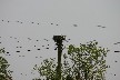 Storks nest