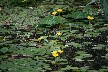 Water flowers
