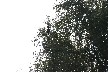 White tailed eagle in tree