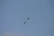 White tailed eagles flying