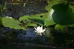 White water lily