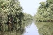 White willow lined banks