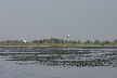 3 mute swans